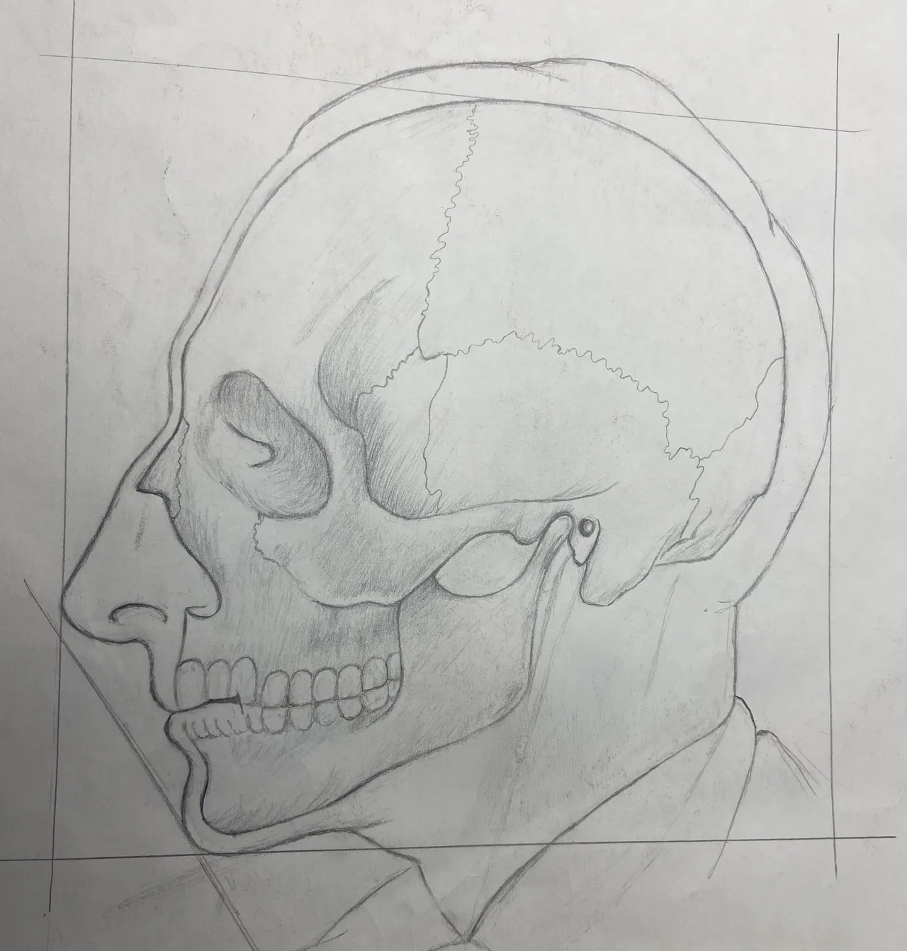 Skull Study, Pencil