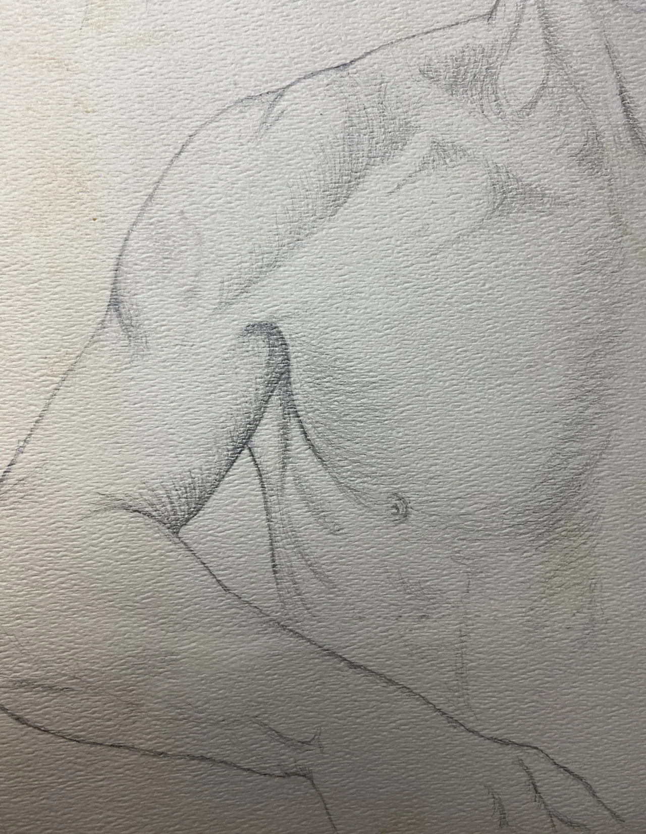 Torso Study, Pencil