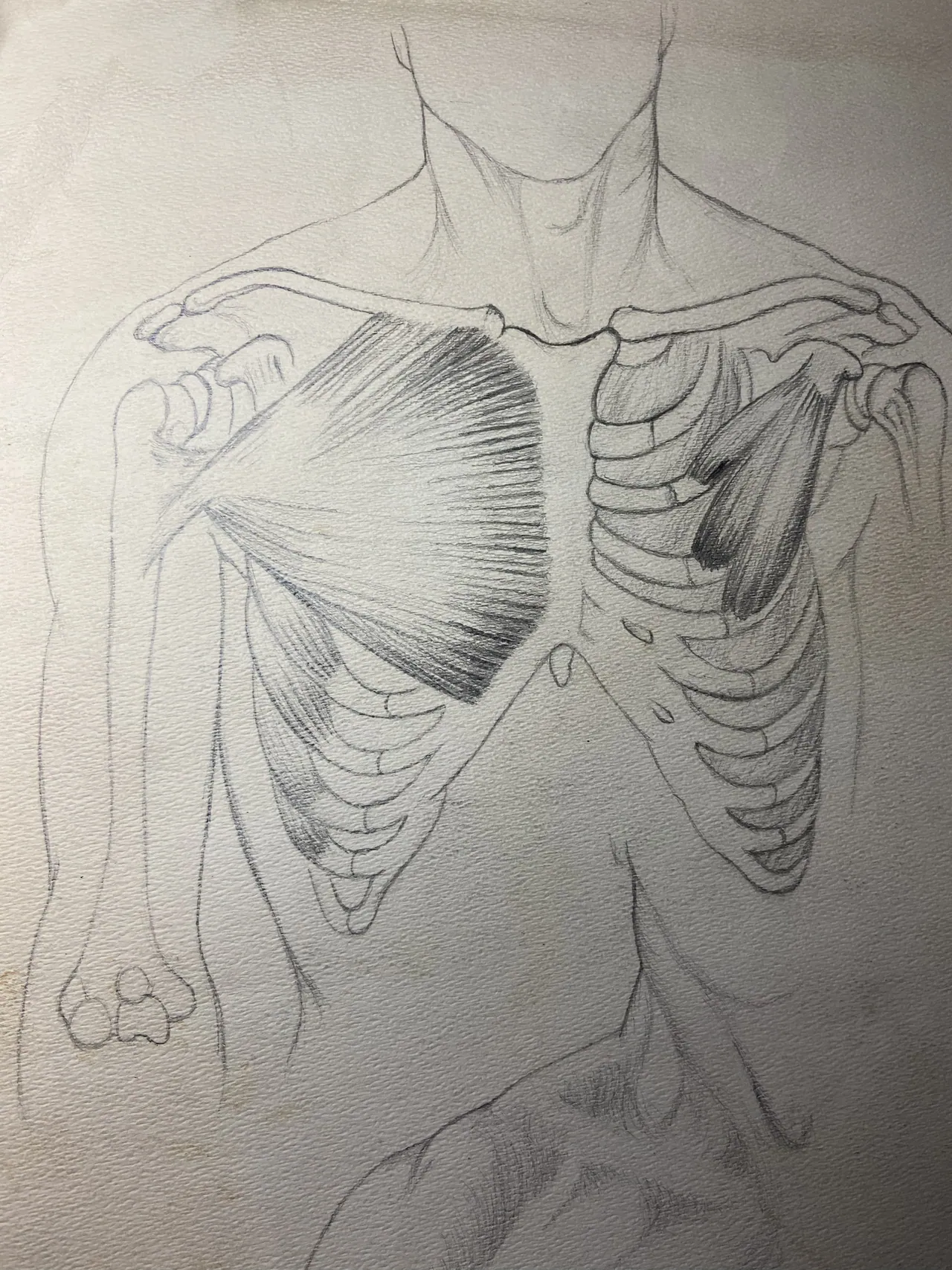 Anatomy Study, Pencil