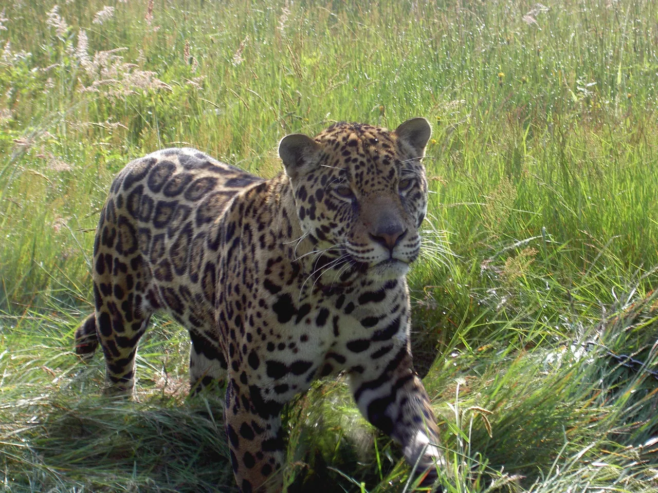 Jaguar, Vancouver, Jaguar North America