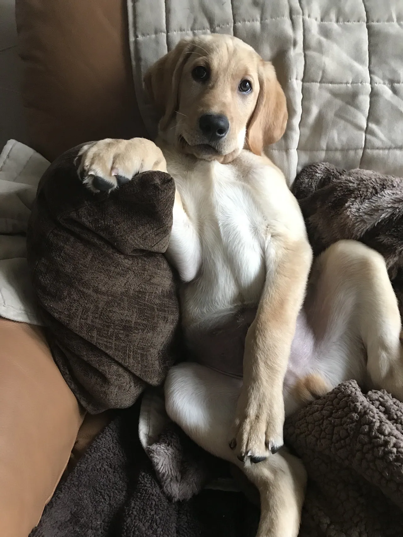Zeppelin the dog as a puppy