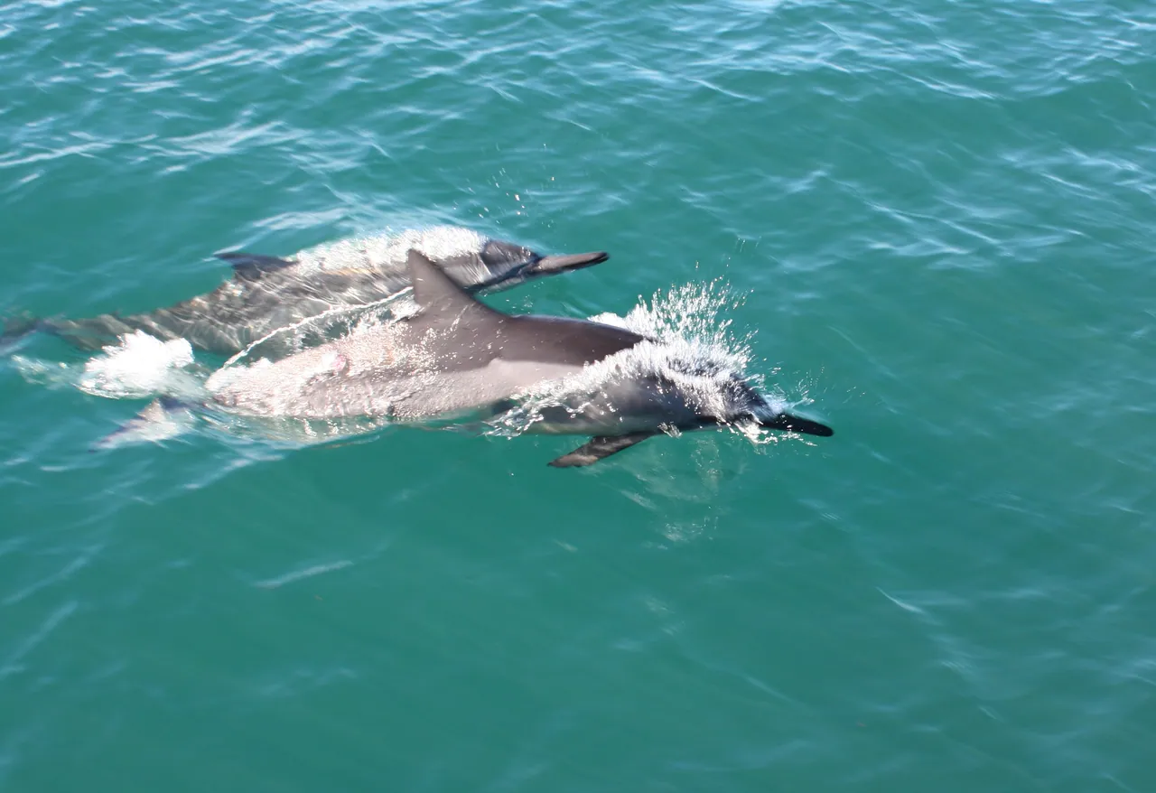 Dolphins swimming in the Pacific