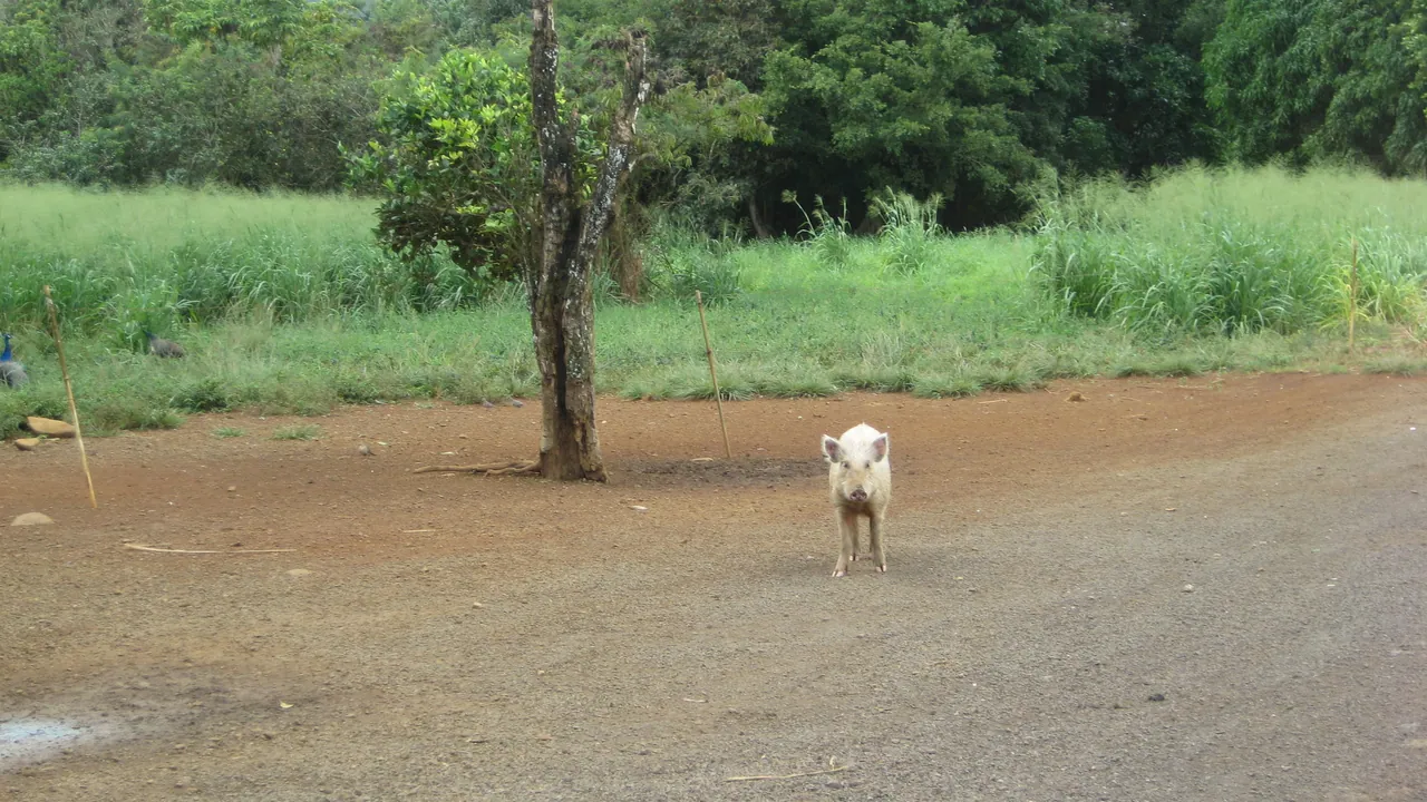 A young pig standing on a dirt road in Maui