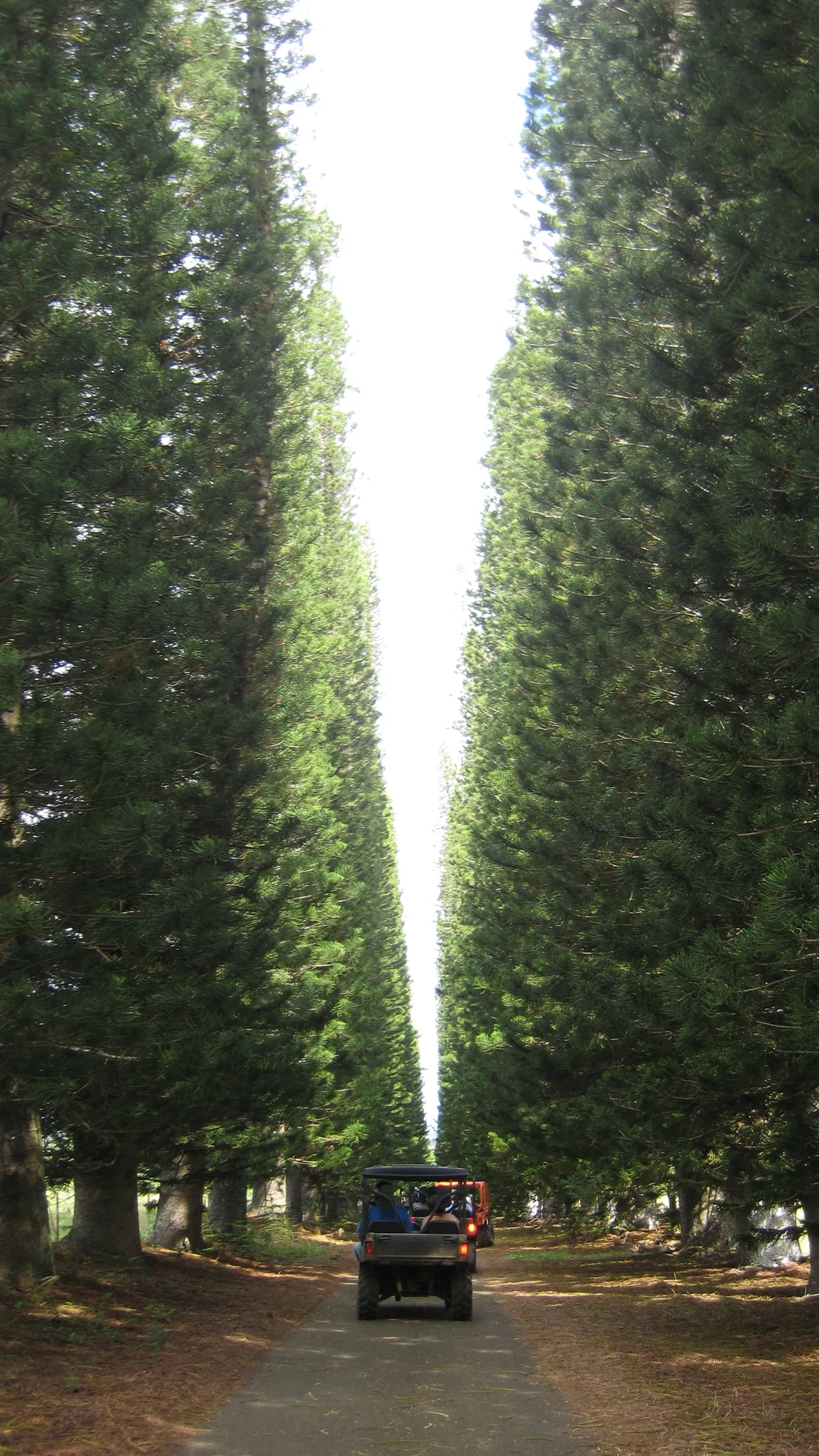 Trail through tall trees