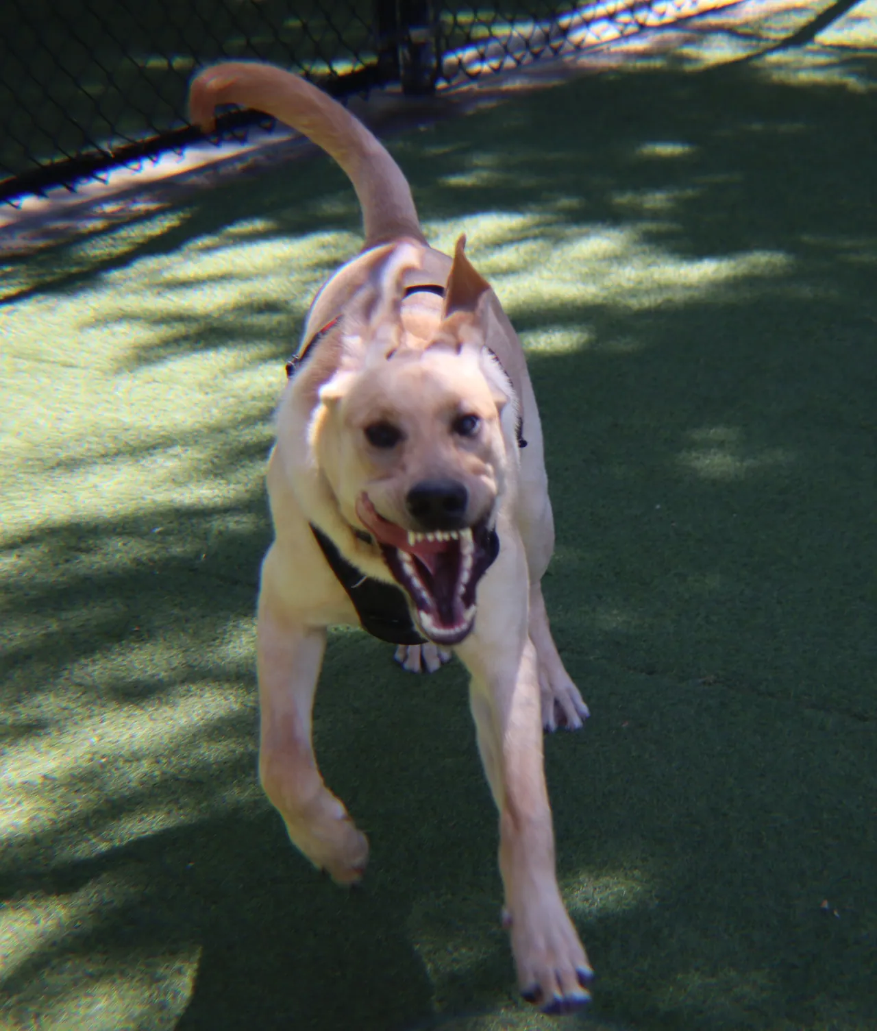 Zeppelin the dog running on grass
