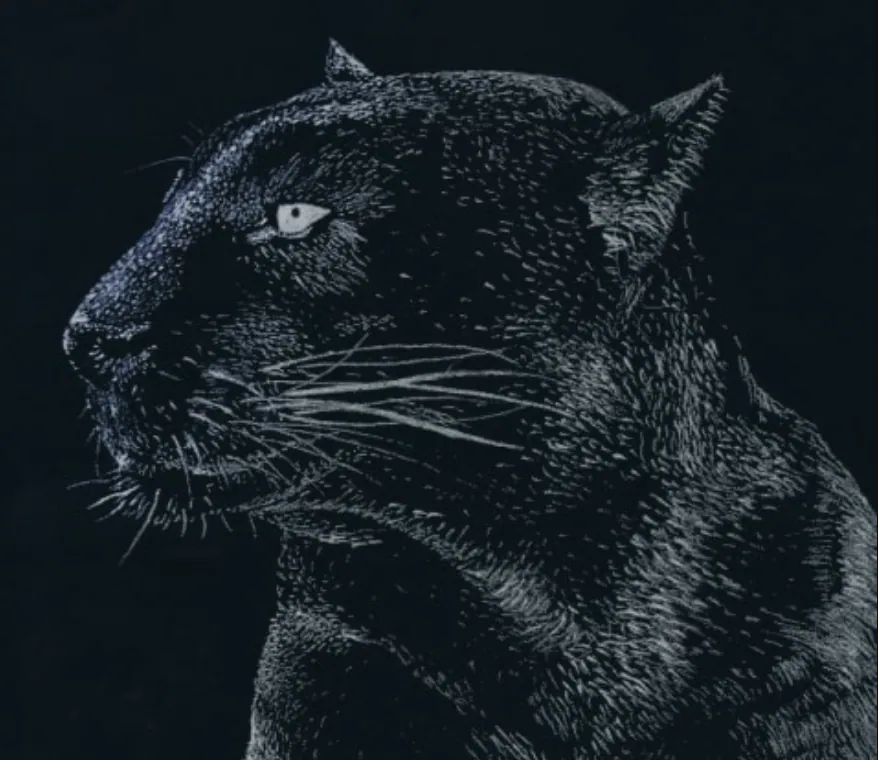 Panther, Scratchboard